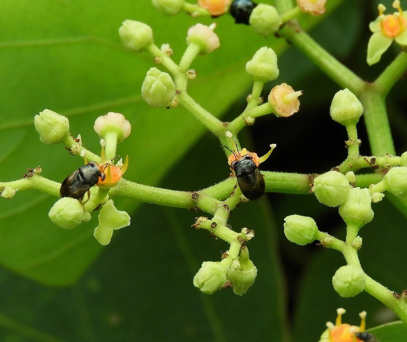 独り自然観察 秋の花と昆虫 三重県環境学習情報 センター